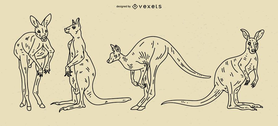 Kangaroo Stroke Illustration Set Kangaroo Stroke Illustration Set