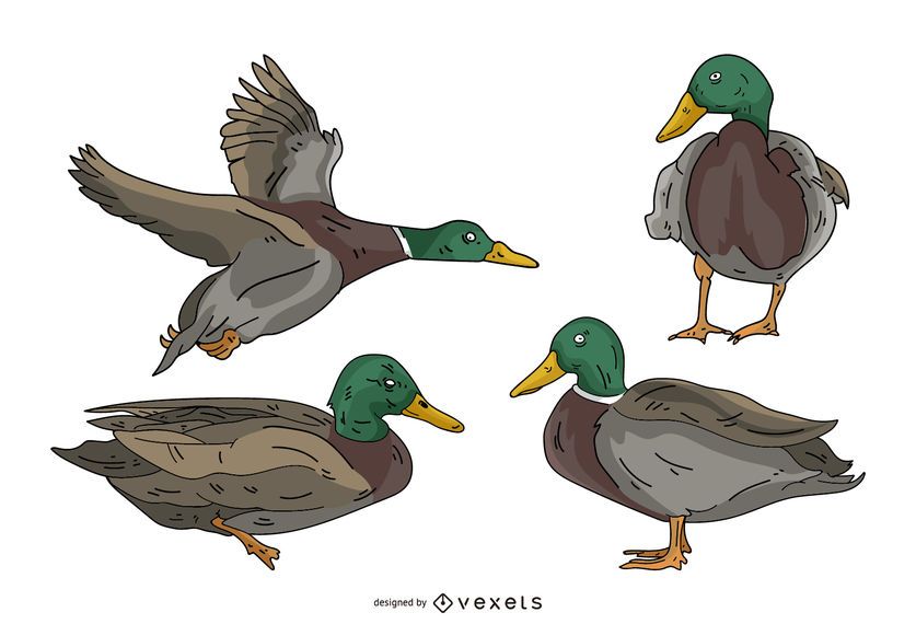 Duck Colored Illustration Set Duck Colored Illustration Set