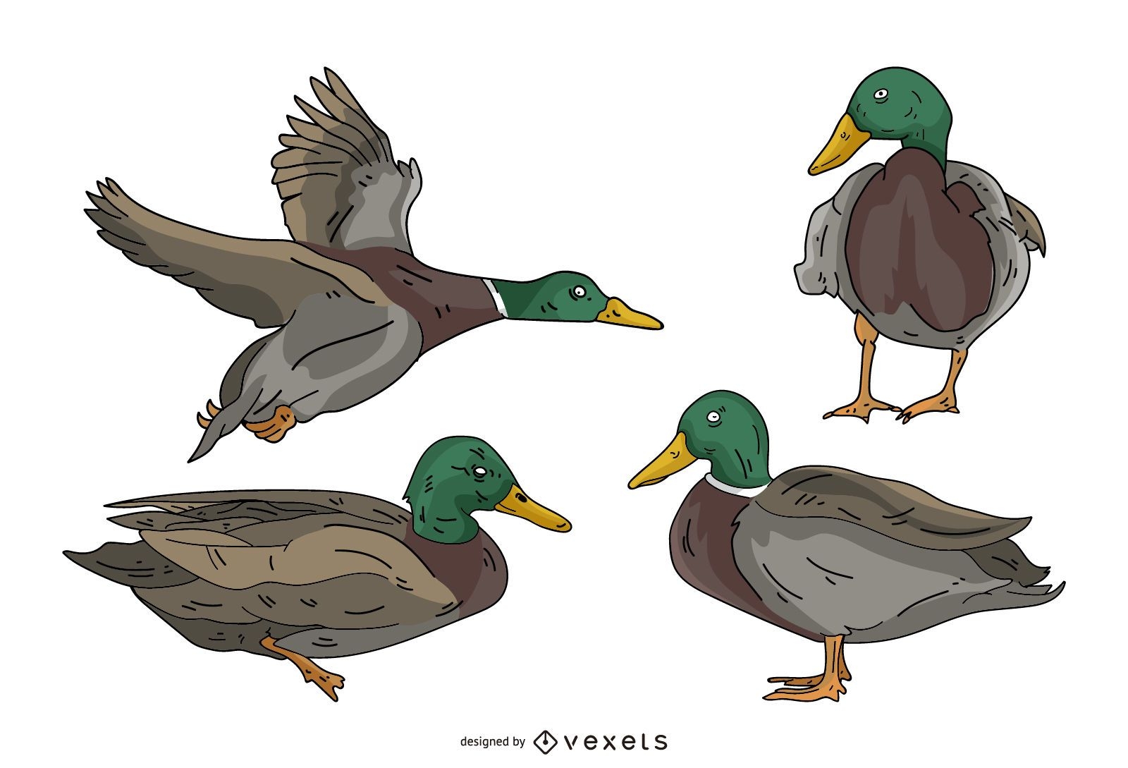 Conjunto de ilustración de color de pato