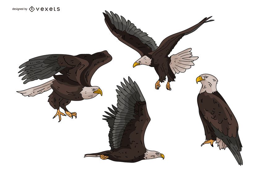 Eagle Illustration Set Eagle Illustration Set
