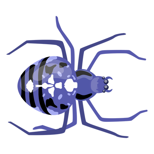 Spinnenbauchbein flach PNG-Design