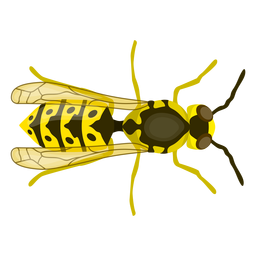 Vespa abelha listrada asa plana Desenho PNG