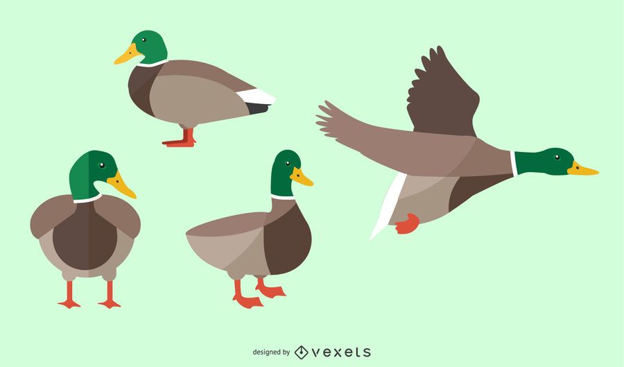 Flat Duck Illustration Set Flat Duck Illustration Set