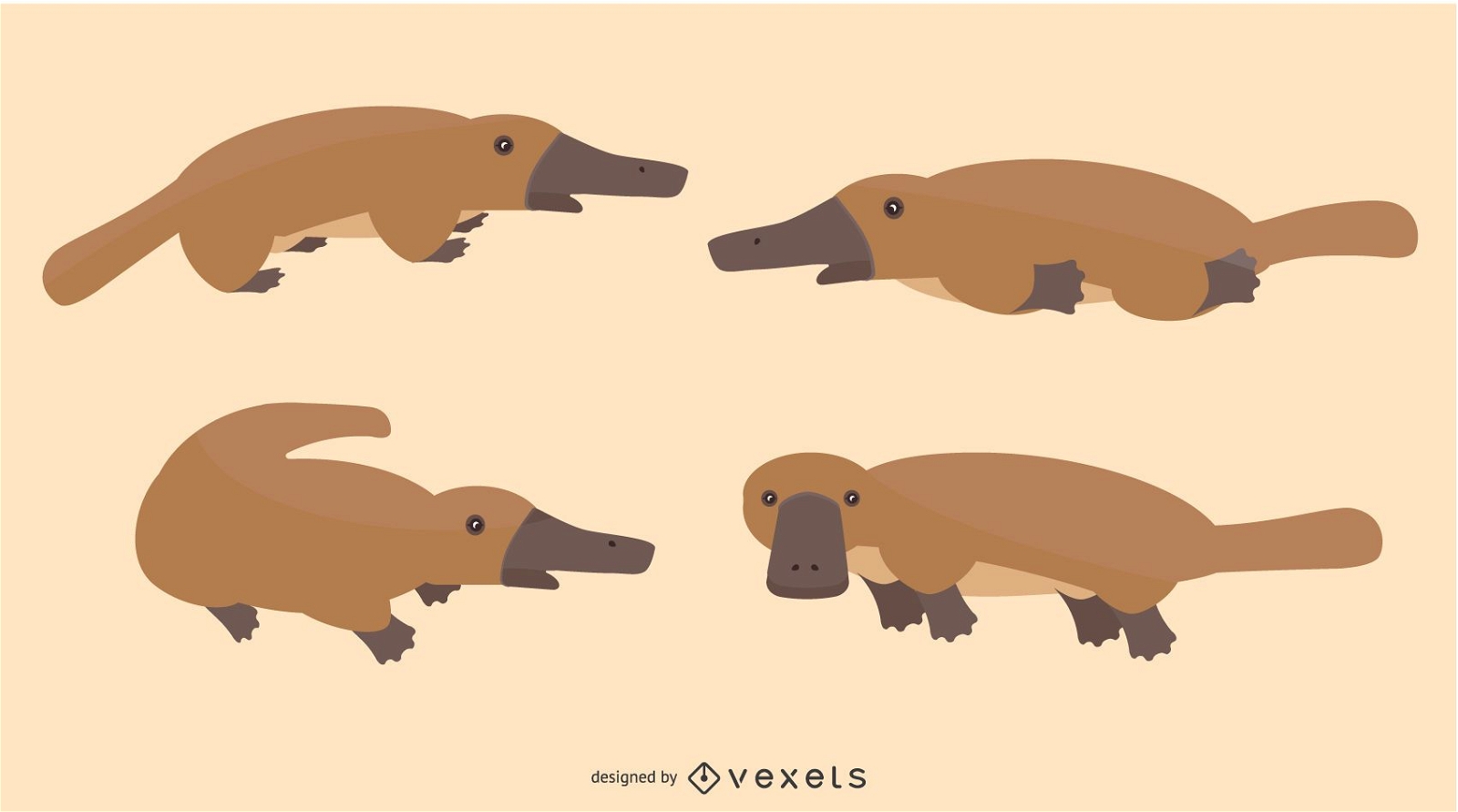 Conjunto de ilustração Platypus plana