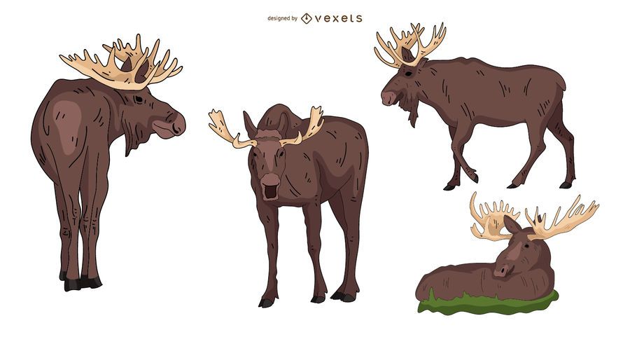 Moose Colored Illustration Set Moose Colored Illustration Set