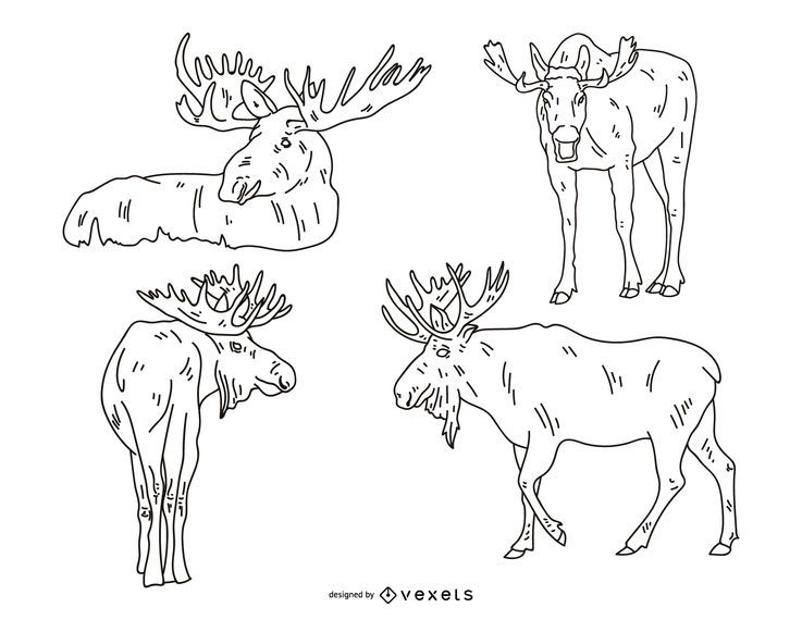 Moose Stroke Illustration Set Moose Stroke Illustration Set