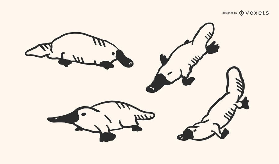 Platypus Doodle Vector Set Platypus Doodle Vector Set