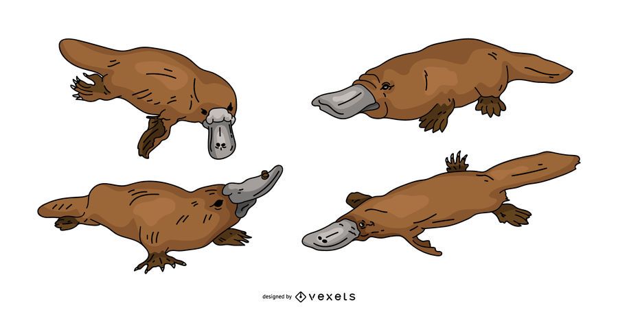 Platypus coloreado diseño vectorial Platypus coloreado diseño vectorial