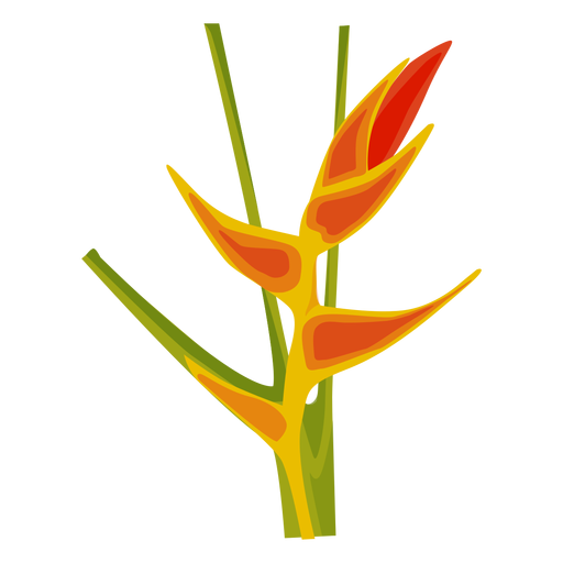 Canna Blütenstiel Knospe Blütenblatt flach PNG-Design