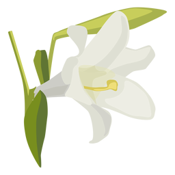 Lily Blütenknospe Blütenblatt flach PNG-Design