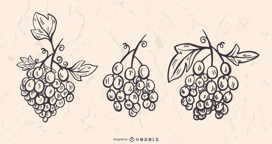 Grapevine Stroke Vector Set Grapevine Stroke Vector Set