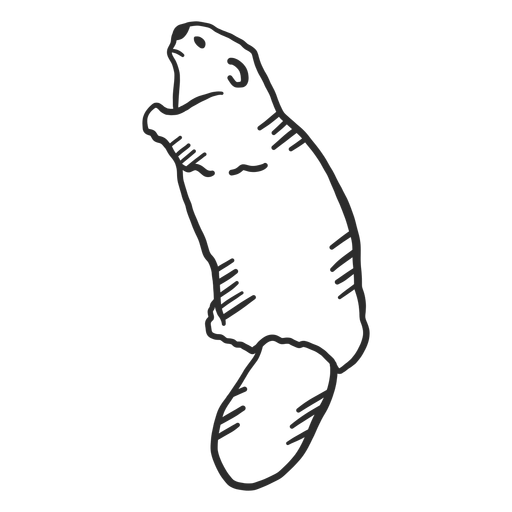 Beaver tail doodle - Transparent PNG & SVG vector file