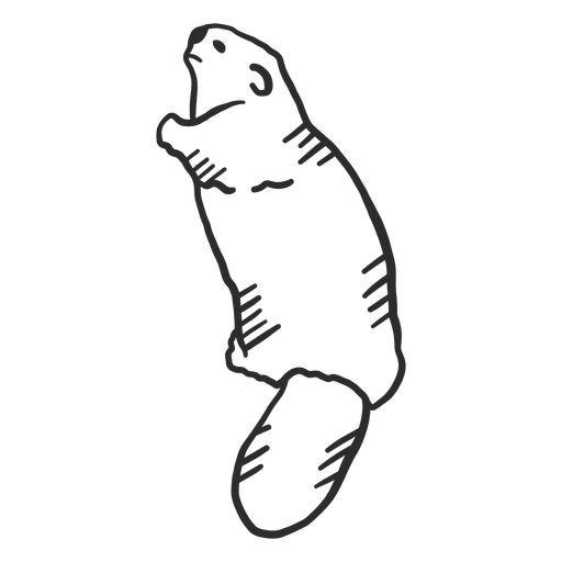 Doodle cola de castor Diseño PNG