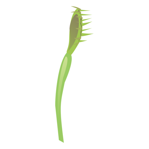 Carnivorous flytrap sarracenia pitcher plant sundew flat PNG Design