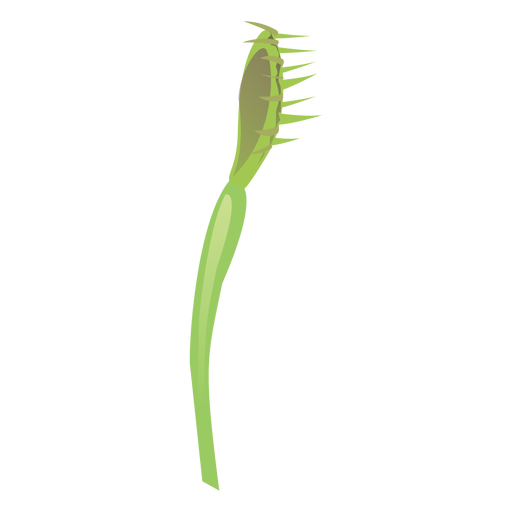 Mosca carnívora sarracenia jarro planta sundew flat Desenho PNG