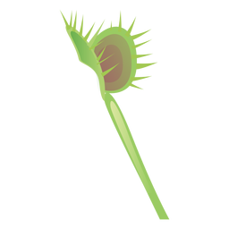 Carnivorous sarracenia flytrap pitcher plant sundew flat PNG Design