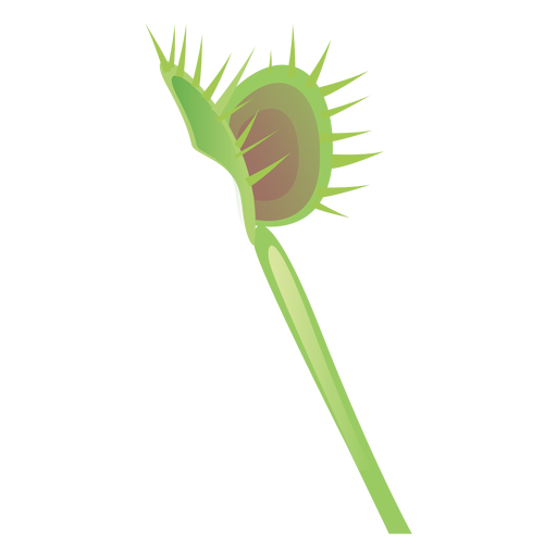 Carnivorous sarracenia flytrap jarro sundew flat Desenho PNG