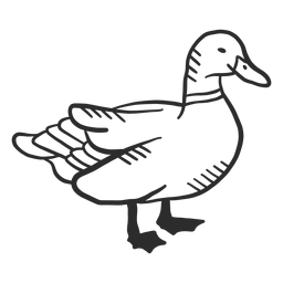 Duck drake wild duck beak wing doodle PNG Design