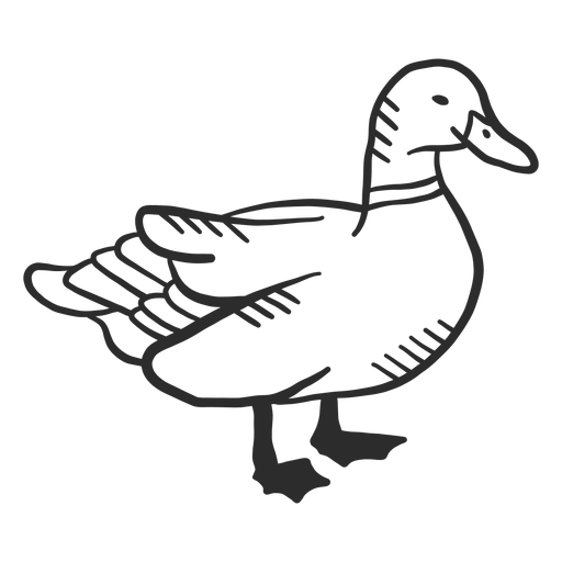 Duck drake wild duck beak wing doodle PNG Design