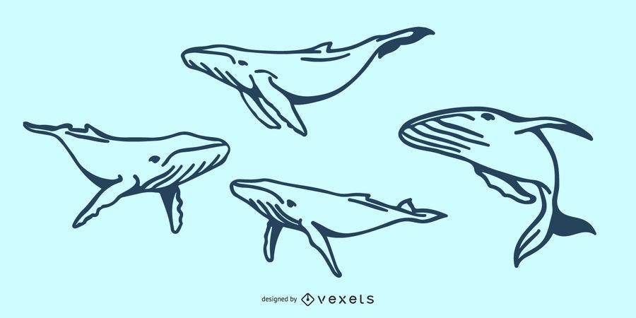 Whale Doodle Illustration Whale Doodle Illustration