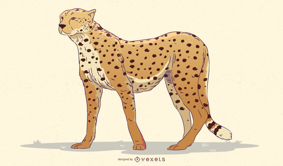 Cheetah illustration design Cheetah illustration design