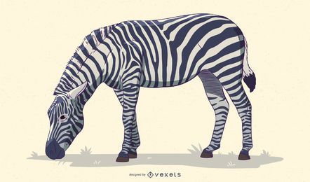 Zebra illustration design Zebra illustration design