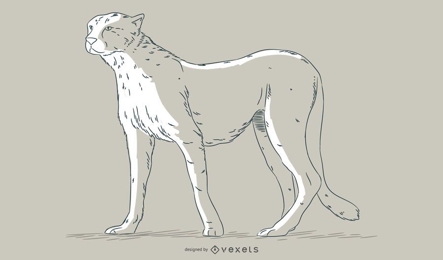 Cheetah hand drawn illustration Cheetah hand drawn illustration