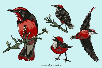 Realistic red bird illustration set Realistic red bird illustration set