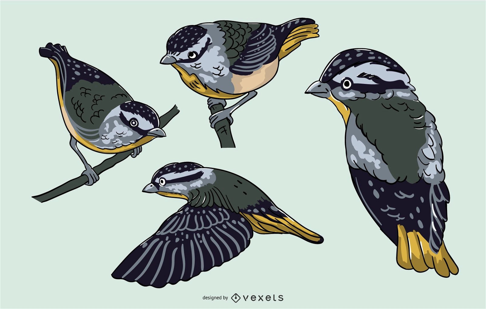 Conjunto de ilustração realista de pássaro azul