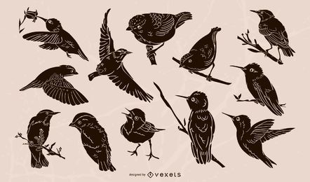 Realistische Vogelillustrationssammlung