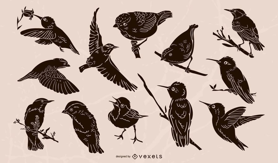 Realistic birds illustration collection Realistic birds illustration collection