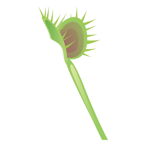 Planta carnívora sarracenia flytrap lanzador planta plana sundew Diseño PNG
