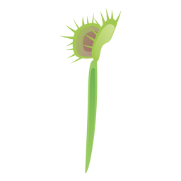 Planta carnívora sarracenia atrapamoscas planta lanzador planta plana Planta carnívora sarracenia atrapamoscas planta lanzador planta plana