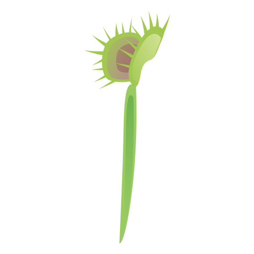 Planta carnívora sundew sarracenia flytrap lanzador planta plana Diseño PNG