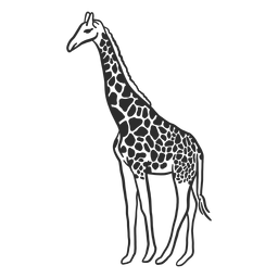 Girafa local pescoço ossicones cauda doodle animal Girafa local pescoço ossicones cauda doodle animal
