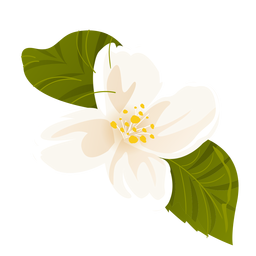 Snowdrop leaf flower petal flat PNG Design