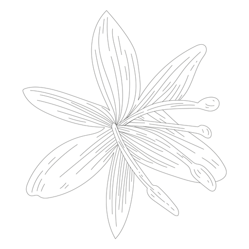 Linha de estame de pétalas de flores Desenho PNG