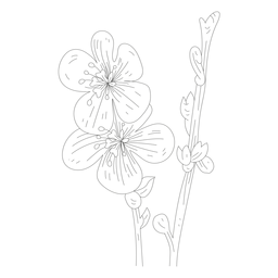Línea de tallo de pétalo de estambre de flor Diseño PNG