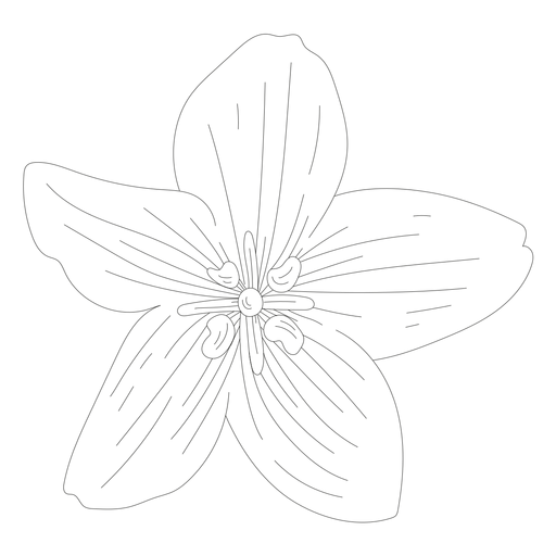 Linha de p?talas de flores Desenho PNG