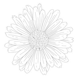 Petal gynoecium flower line PNG Design