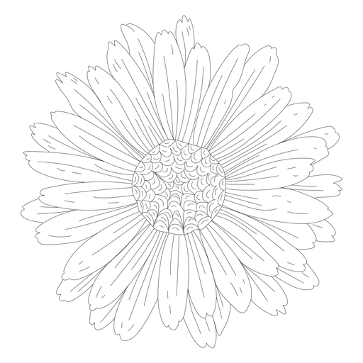 Petal gynoecium flower line PNG Design