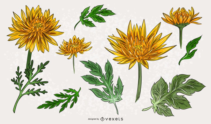 Yellow Chrysanthemum Illustration Pack Yellow Chrysanthemum Illustration Pack