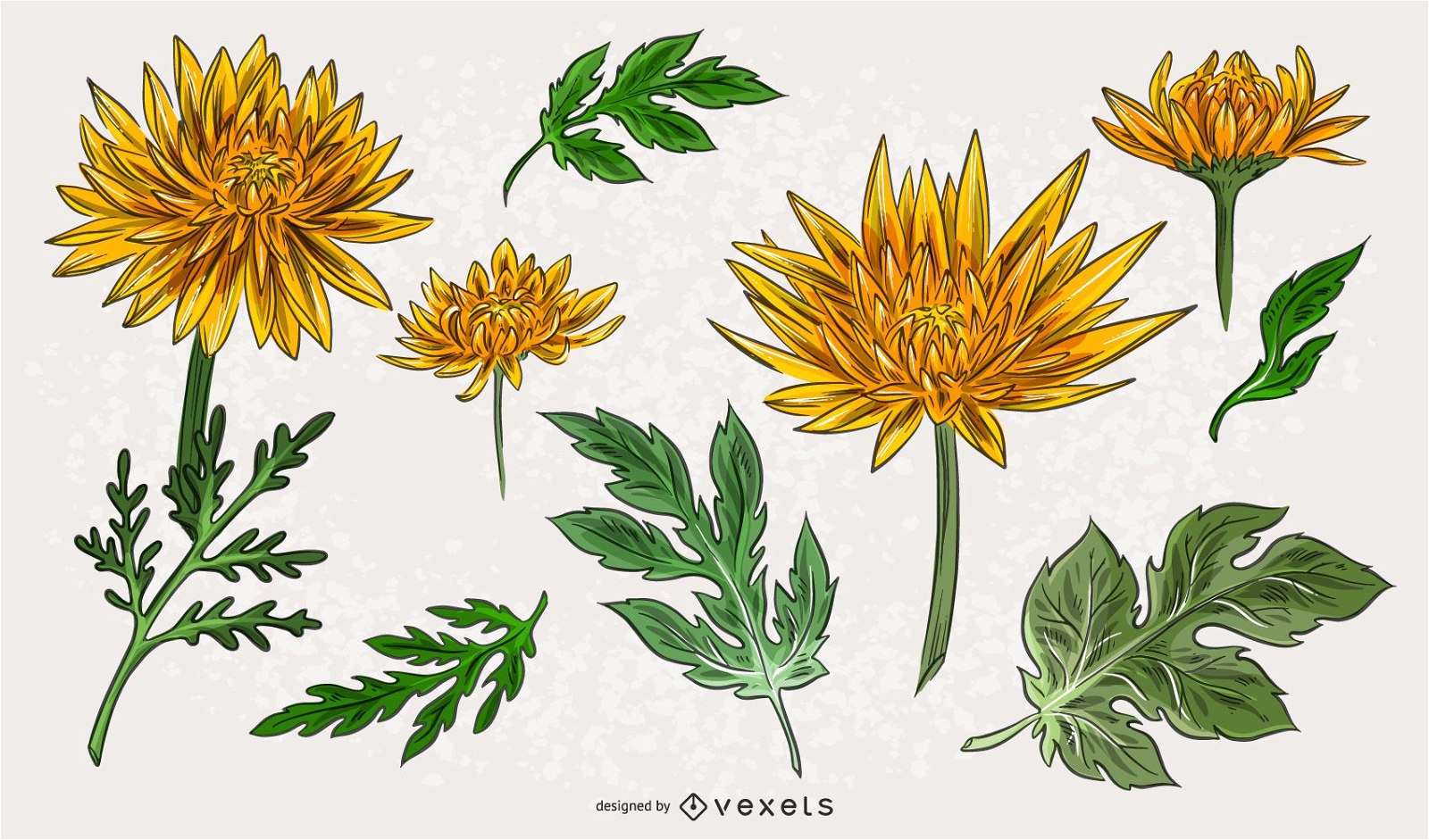 Gelbe Chrysanthemen-Illustrationspackung