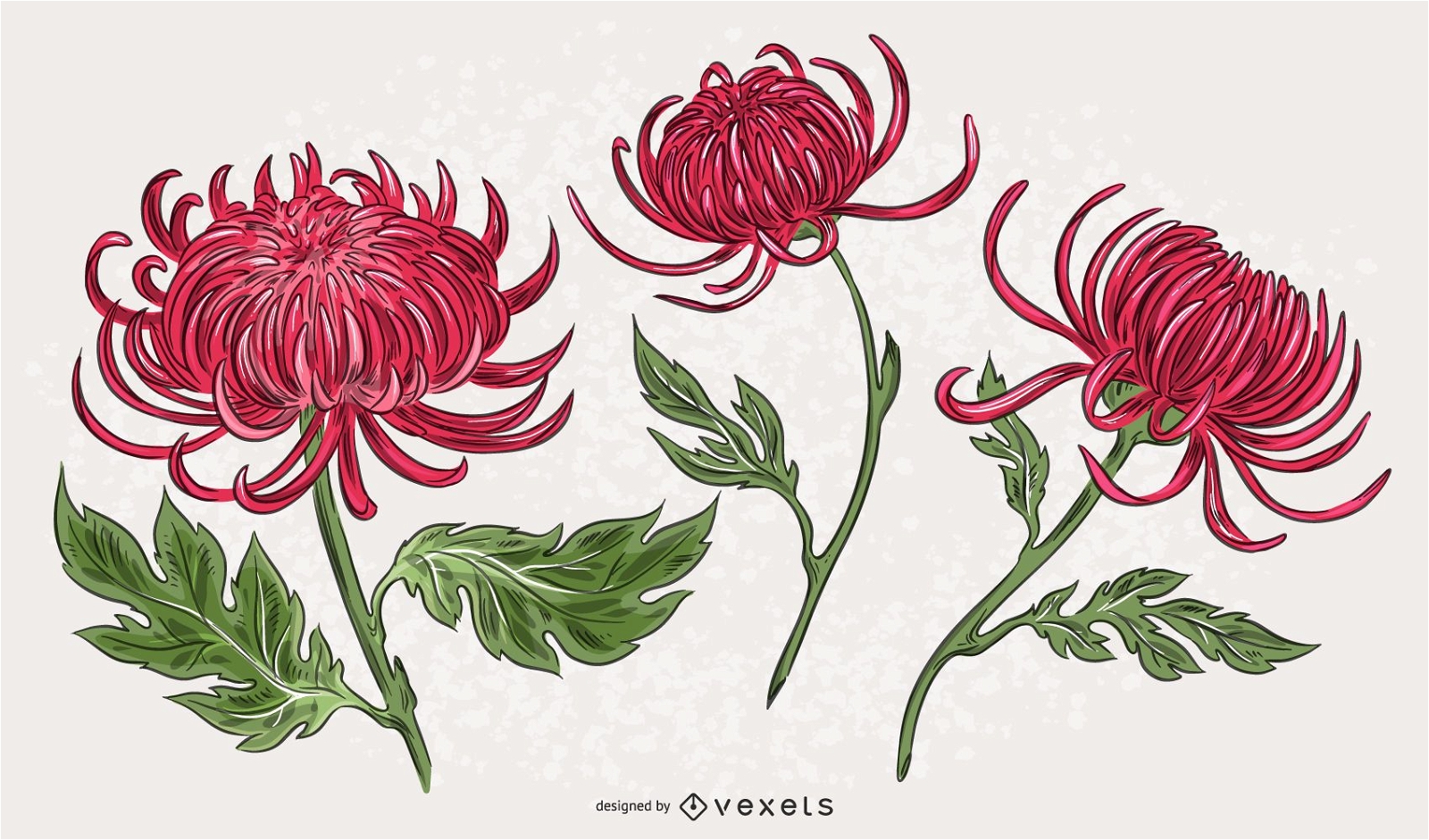Rosa Chrysanthemen-Illustrationssatz