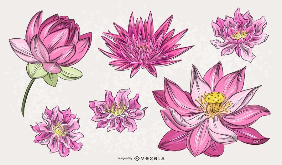 Chinese Pink Flower Illustration Set Chinese Pink Flower Illustration Set