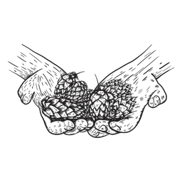 Hopfenkegel-Handillustration PNG-Design