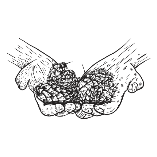 Hop cone hand illustration - Transparent PNG & SVG vector file