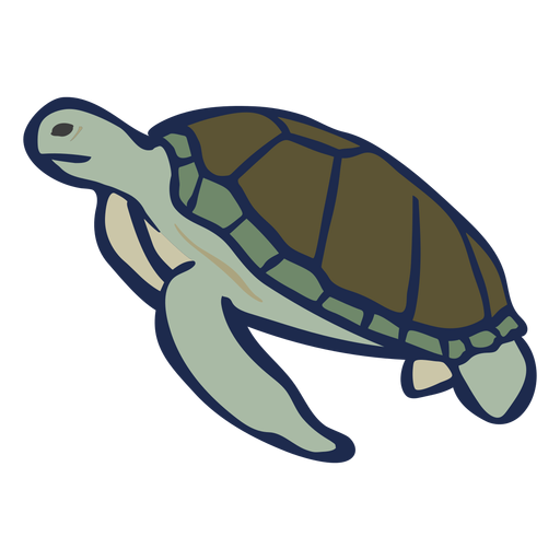 Animal colorido tartaruga plana