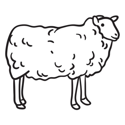 Curso de ovelhas Desenho PNG