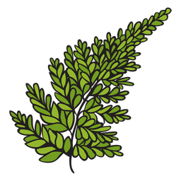 Samambaia prateada desenhada à mão Desenho PNG